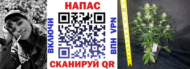 Шишки марихуана ГИДРОПОН  закладки  Старый Оскол 